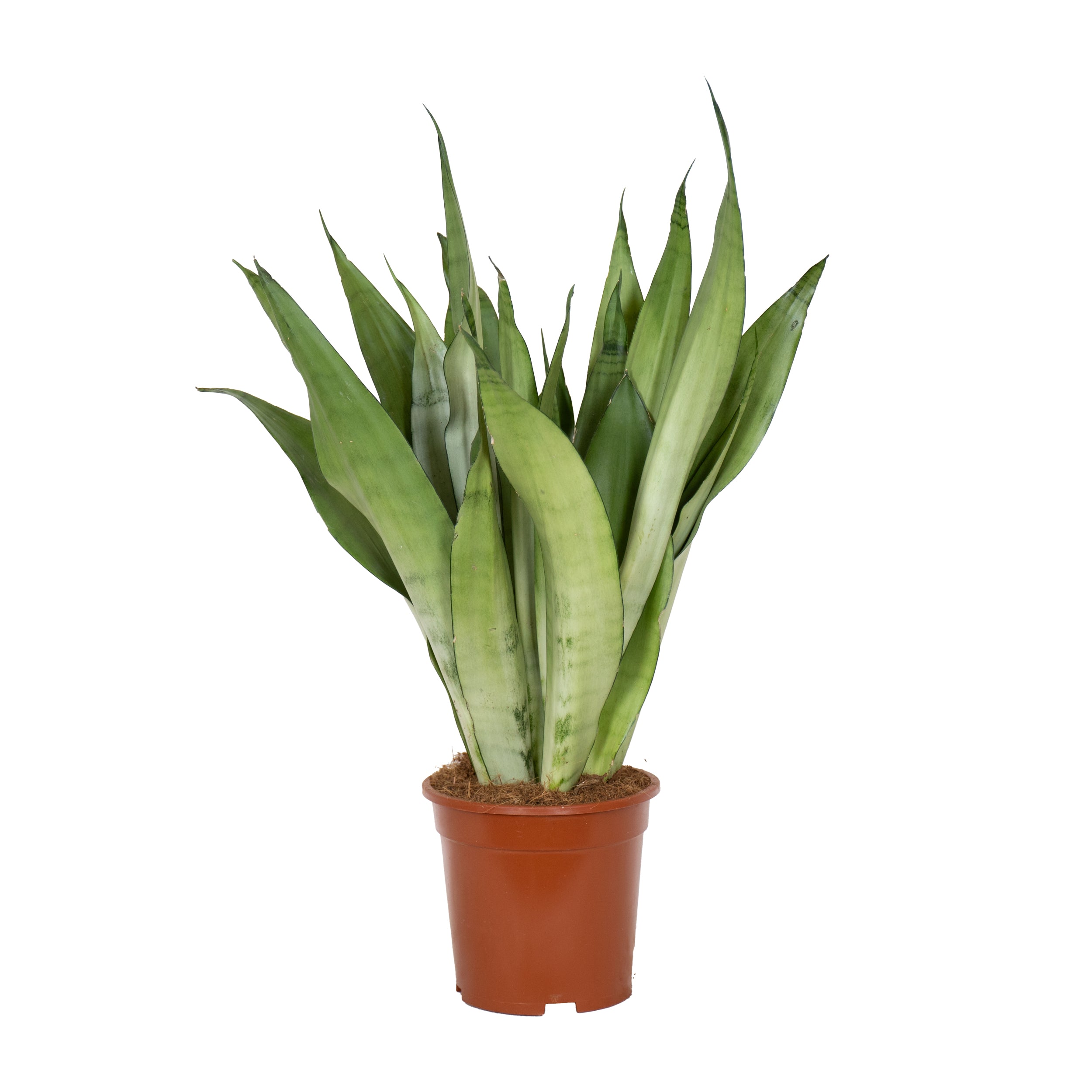 planta de interior resistente sansevieria moonshine de folhas compridas em verde prateado em vaso de produção